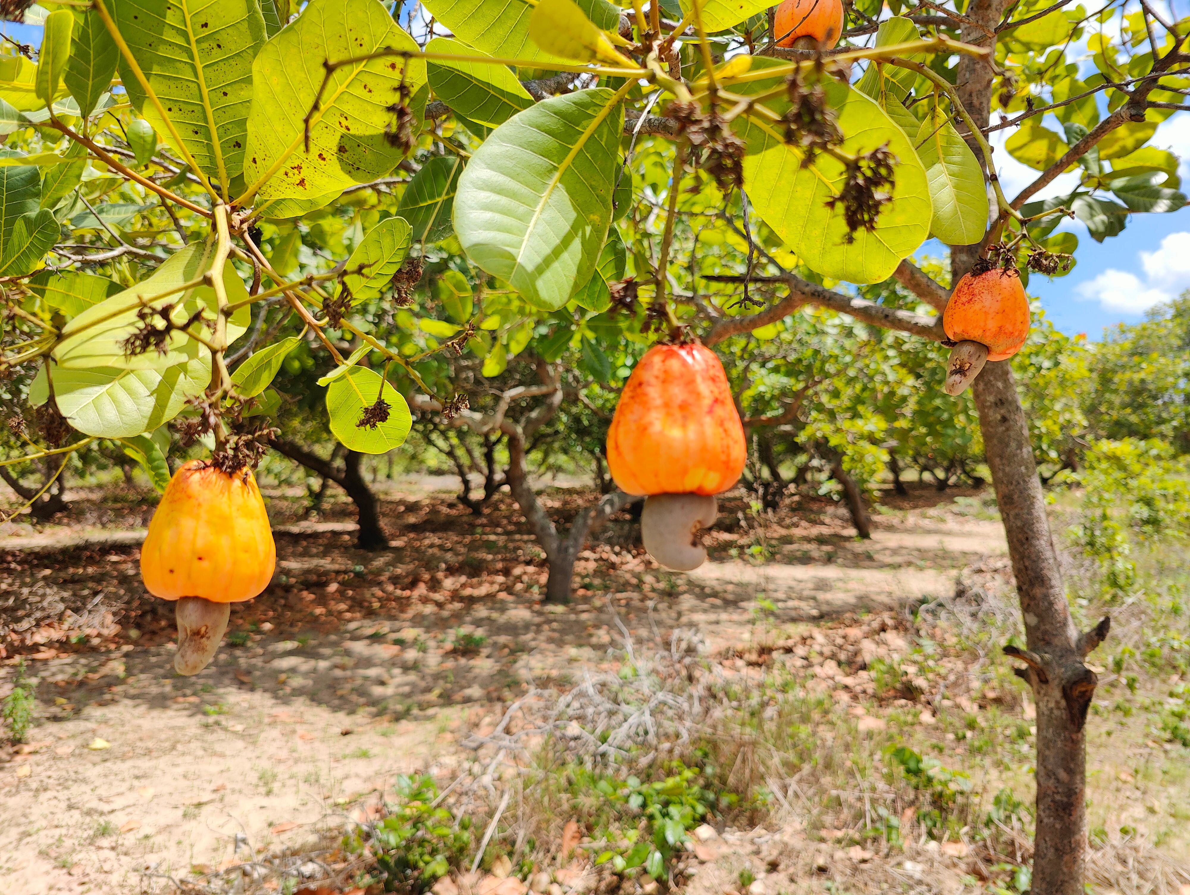 the-january-project-shop-small-handmade-gifts-Cajuu-gallery-one the-january-project-shop-small-handmade-gifts-Cajuu-gallery-one